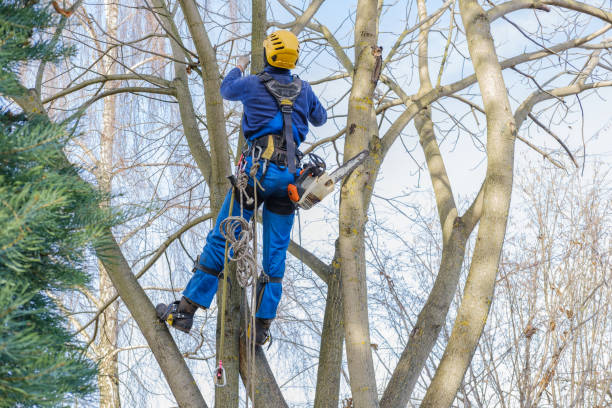 Best Pest Control for Lawns  in Sterling Heights, MI
